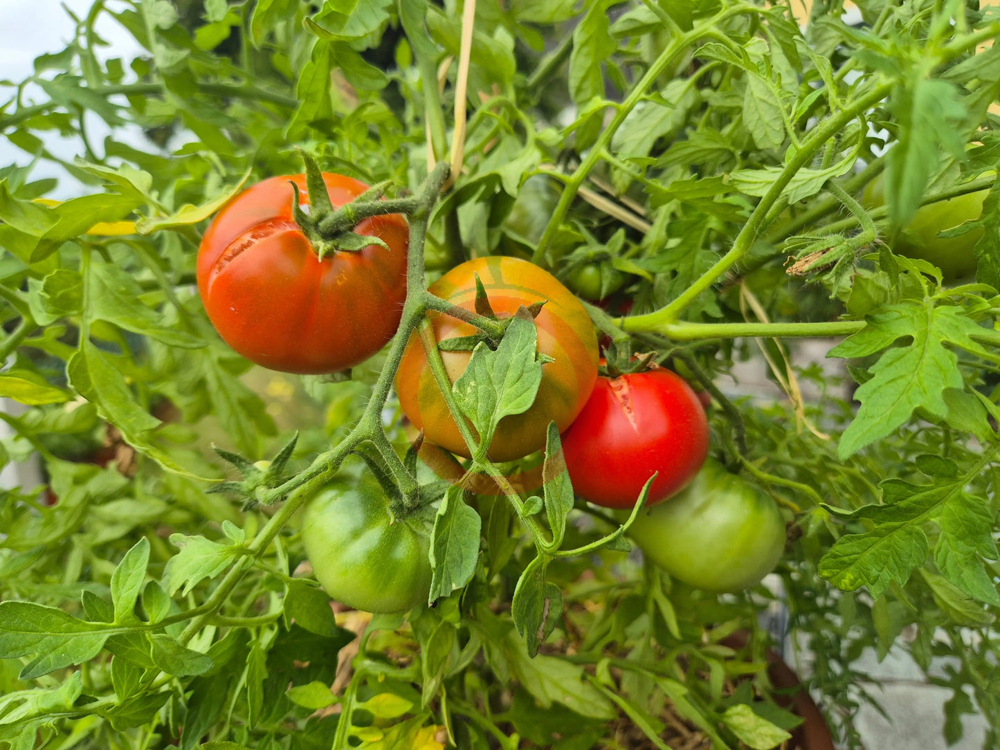 Baron Solemaher DER TOMATENFLÜSTERER