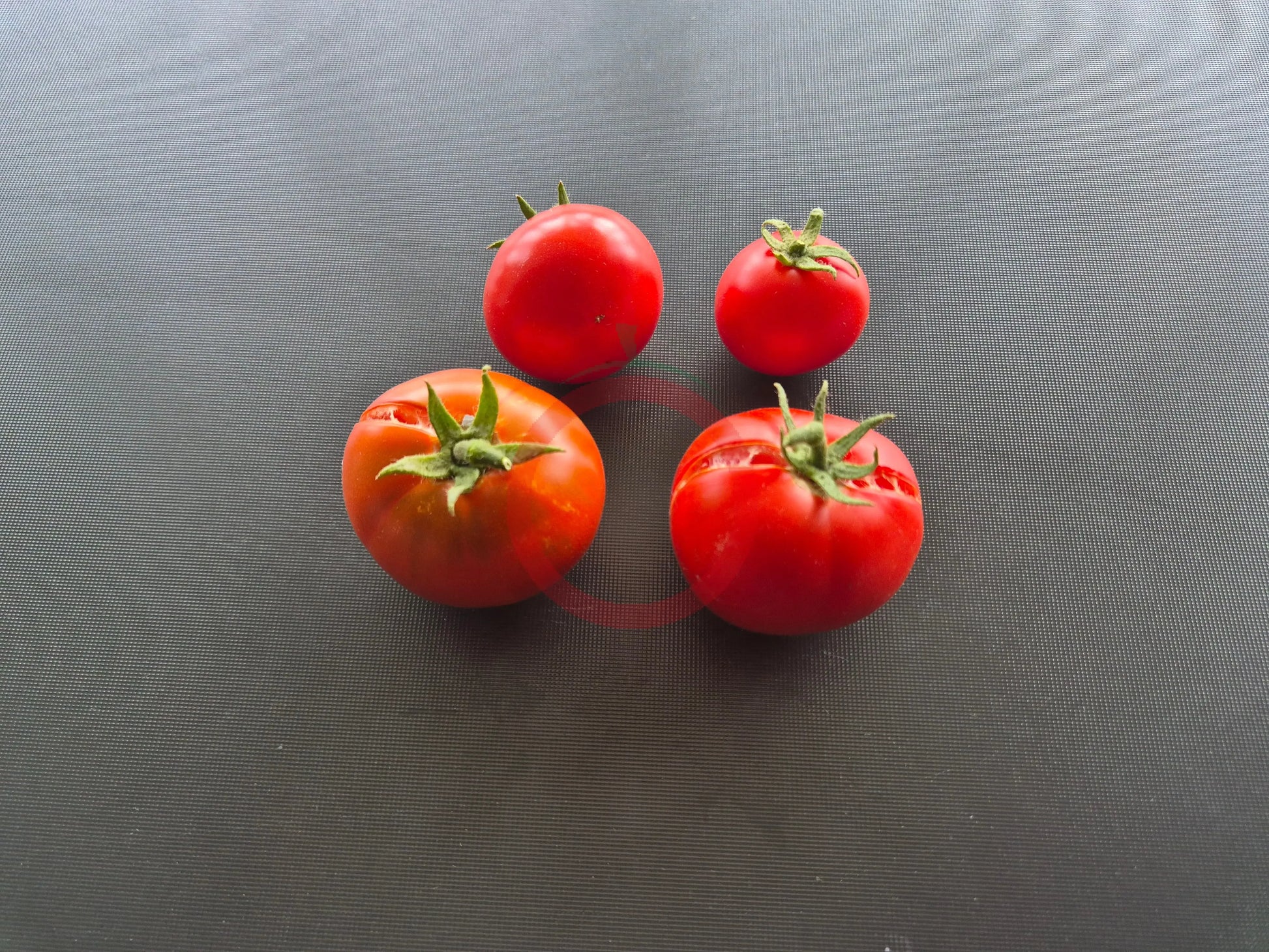 Baron Solemaher DER TOMATENFLÜSTERER