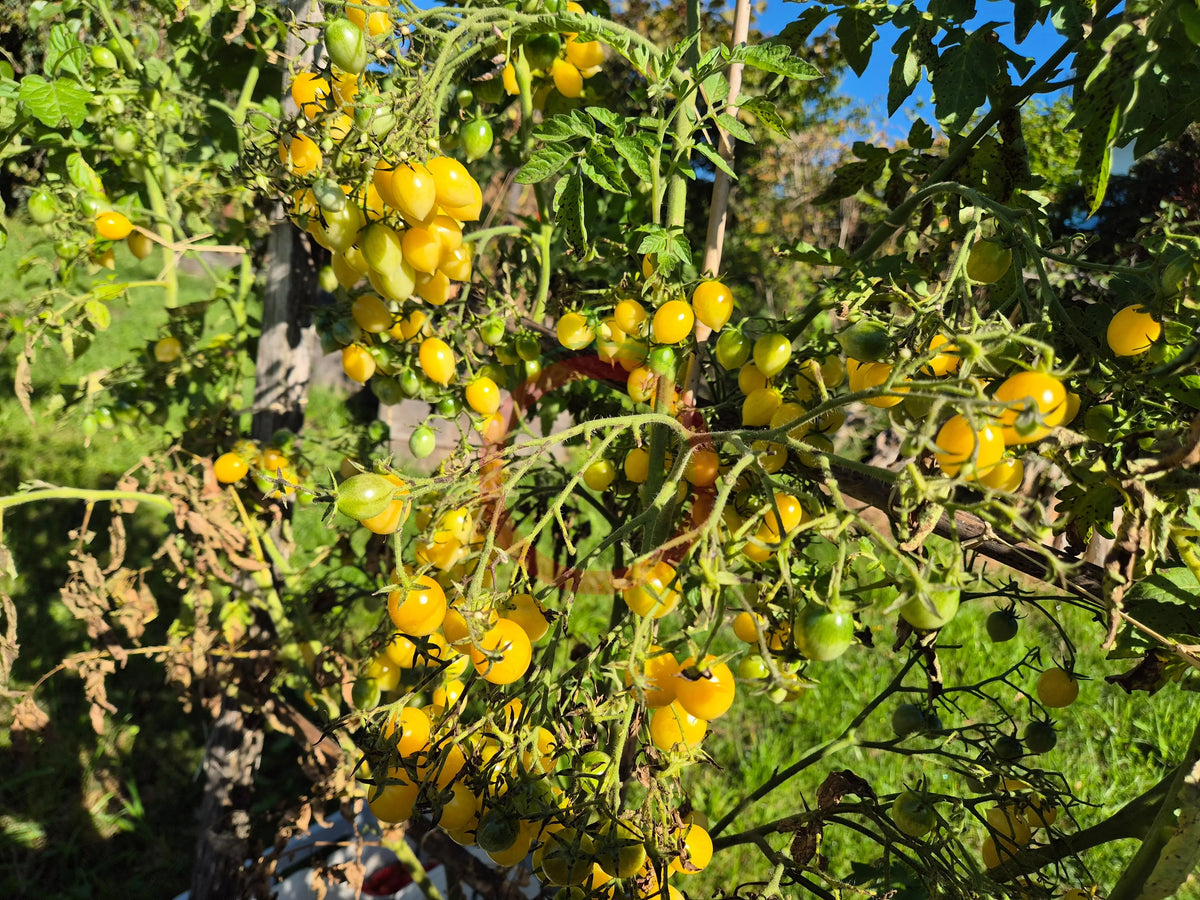 Barry's Crazy Cherry DER TOMATENFLÜSTERER