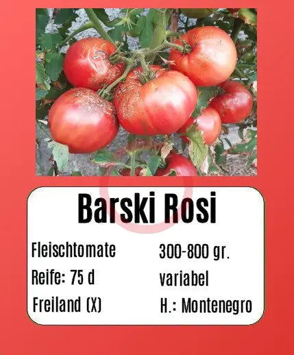 Barski Rosi DER TOMATENFLÜSTERER