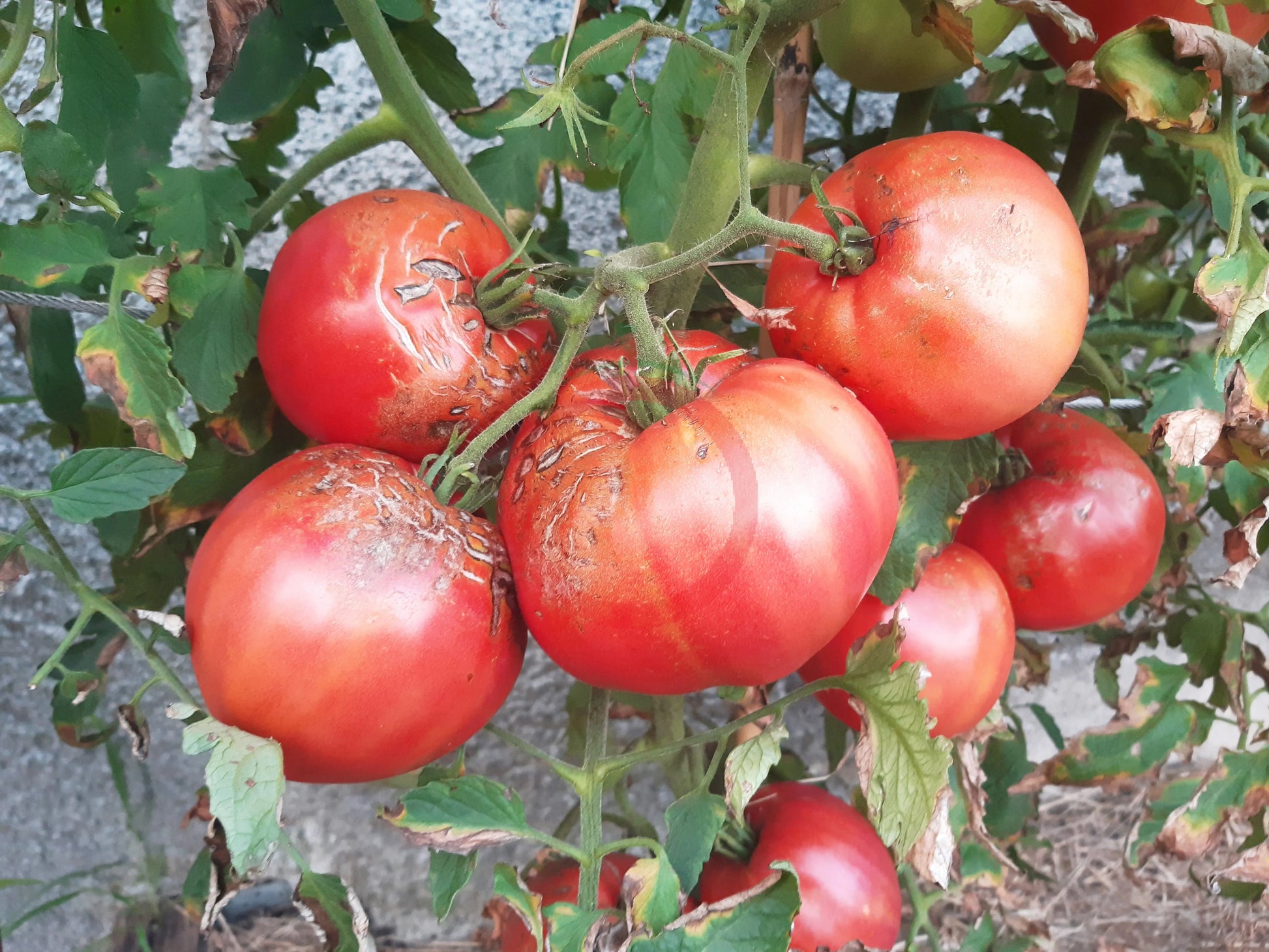 Barski Rosi DER TOMATENFLÜSTERER