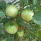 Barski Rosi DER TOMATENFLÜSTERER