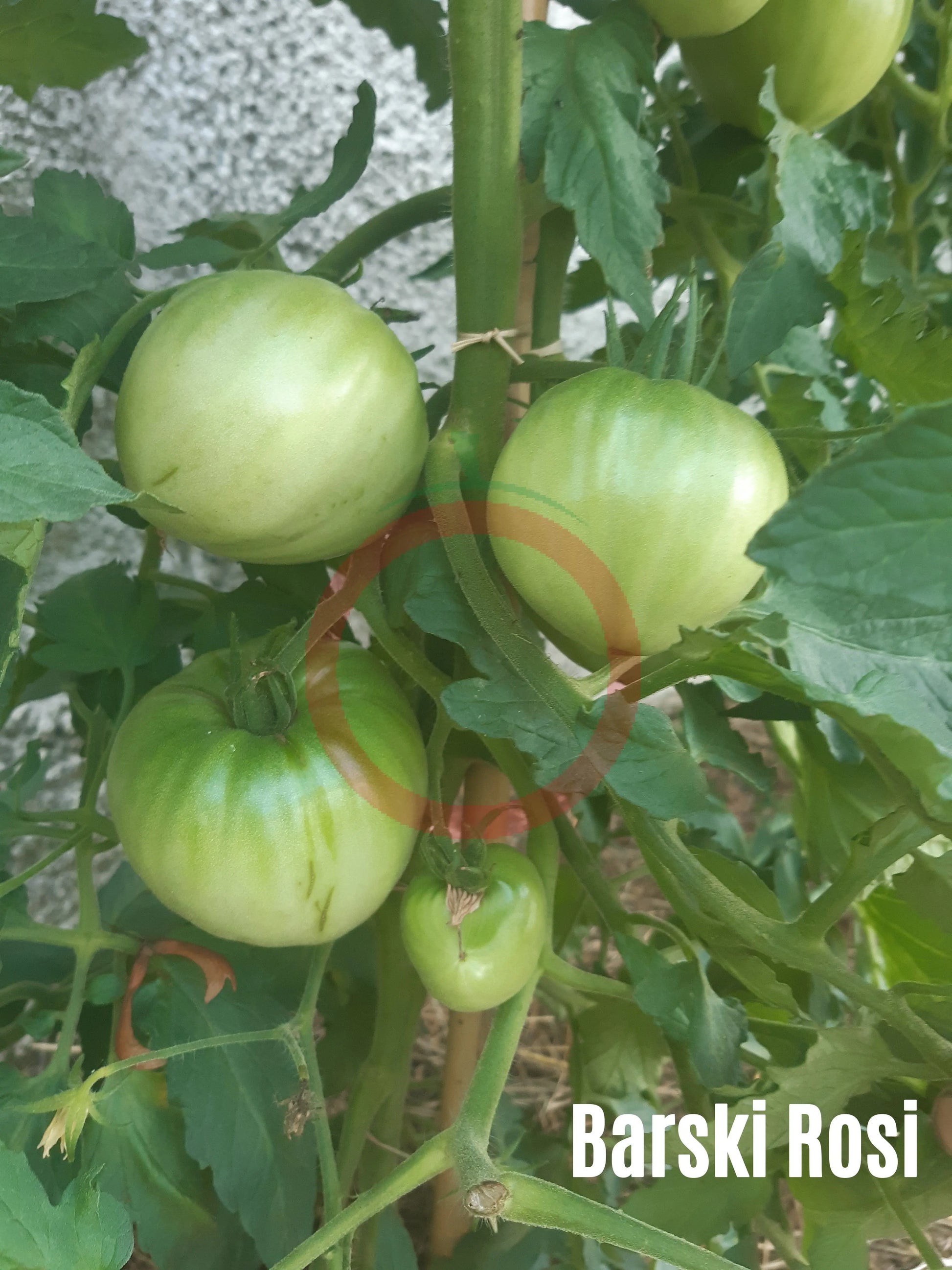 Barski Rosi DER TOMATENFLÜSTERER