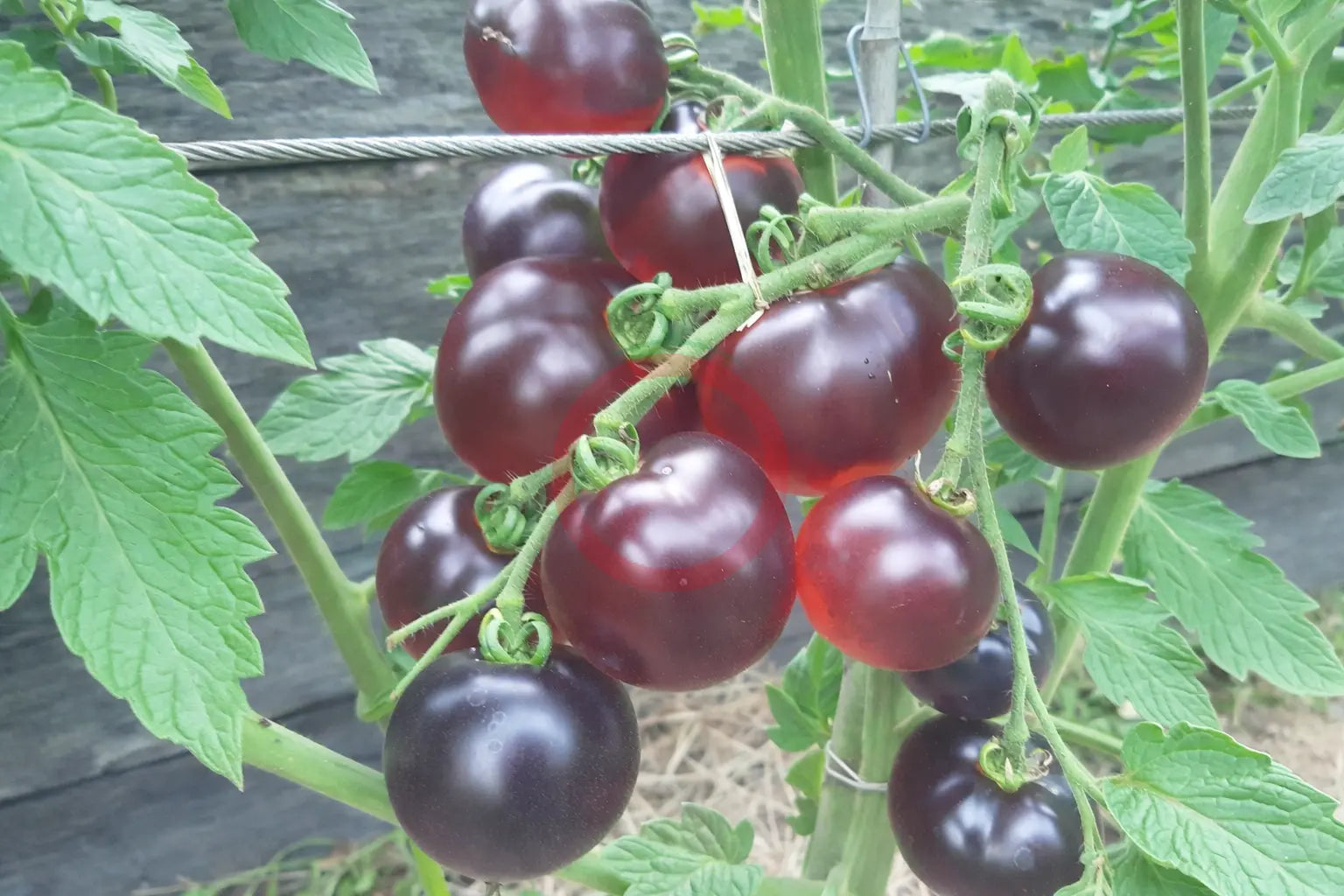 Bartie Blue DER TOMATENFLÜSTERER