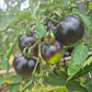 Bartie Blue DER TOMATENFLÜSTERER