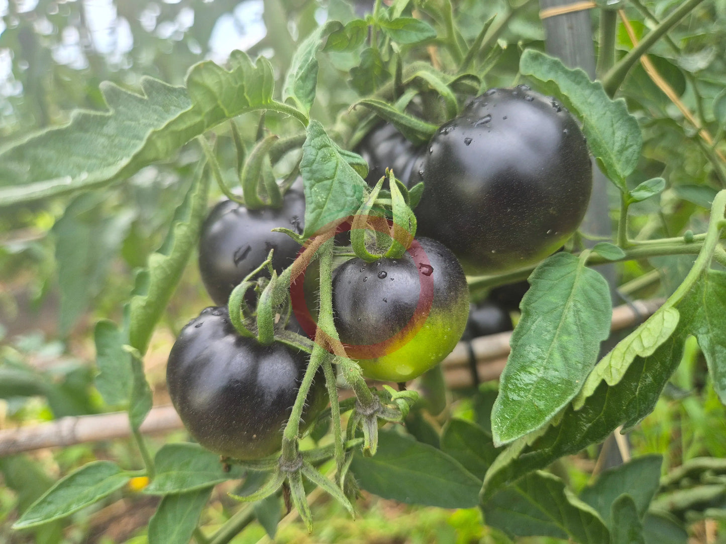 Bartie Blue DER TOMATENFLÜSTERER