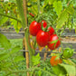 Baselbieter Röteli DER TOMATENFLÜSTERER