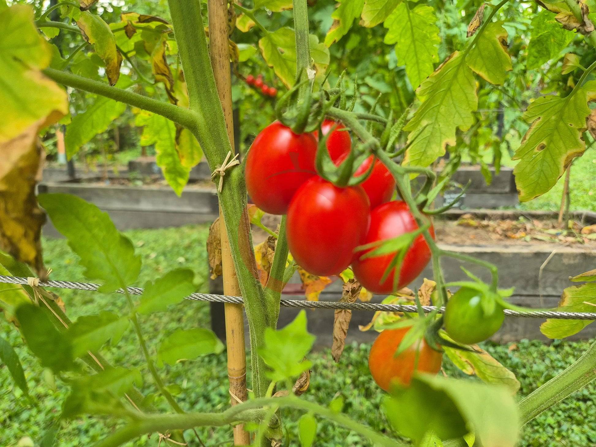 Baselbieter Röteli DER TOMATENFLÜSTERER