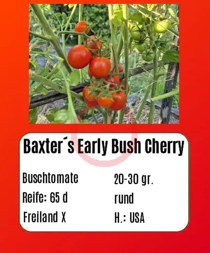 Baxter´s Early Bush Cherry DER TOMATENFLÜSTERER