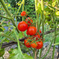 Baxter´s Early Bush Cherry DER TOMATENFLÜSTERER
