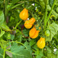 Beam´s Yellow Pear DER TOMATENFLÜSTERER