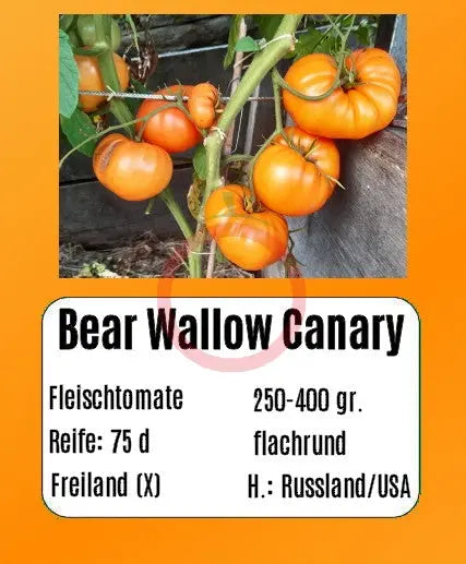 Bear Wallow Canary DER TOMATENFLÜSTERER