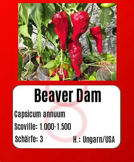 Beaver Dam DER TOMATENFLÜSTERER