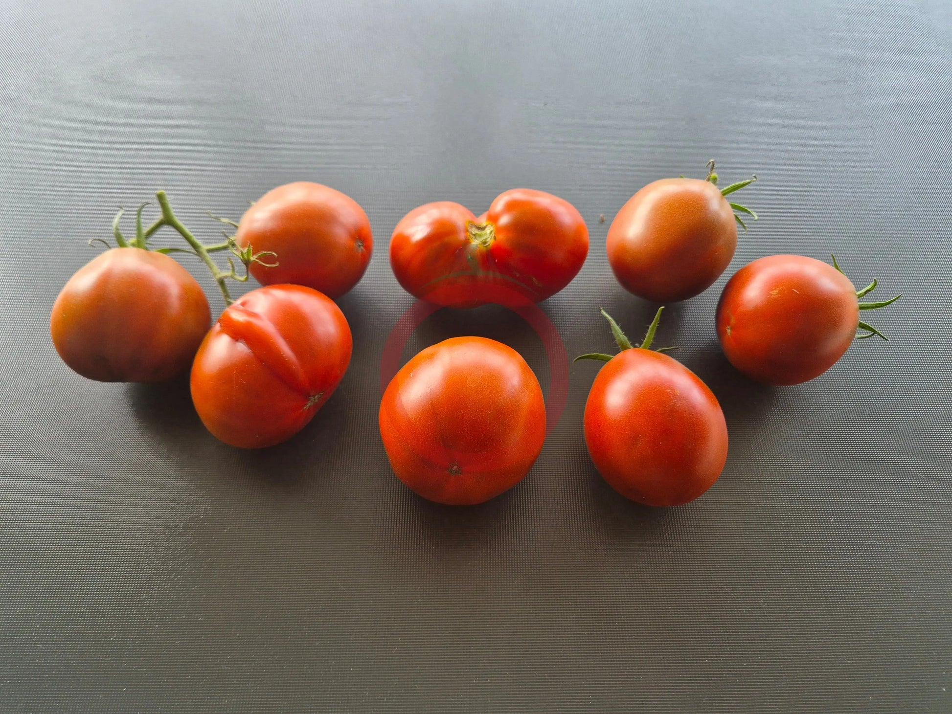 Bedouin DER TOMATENFLÜSTERER