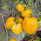 Belaya Vishnya DER TOMATENFLÜSTERER