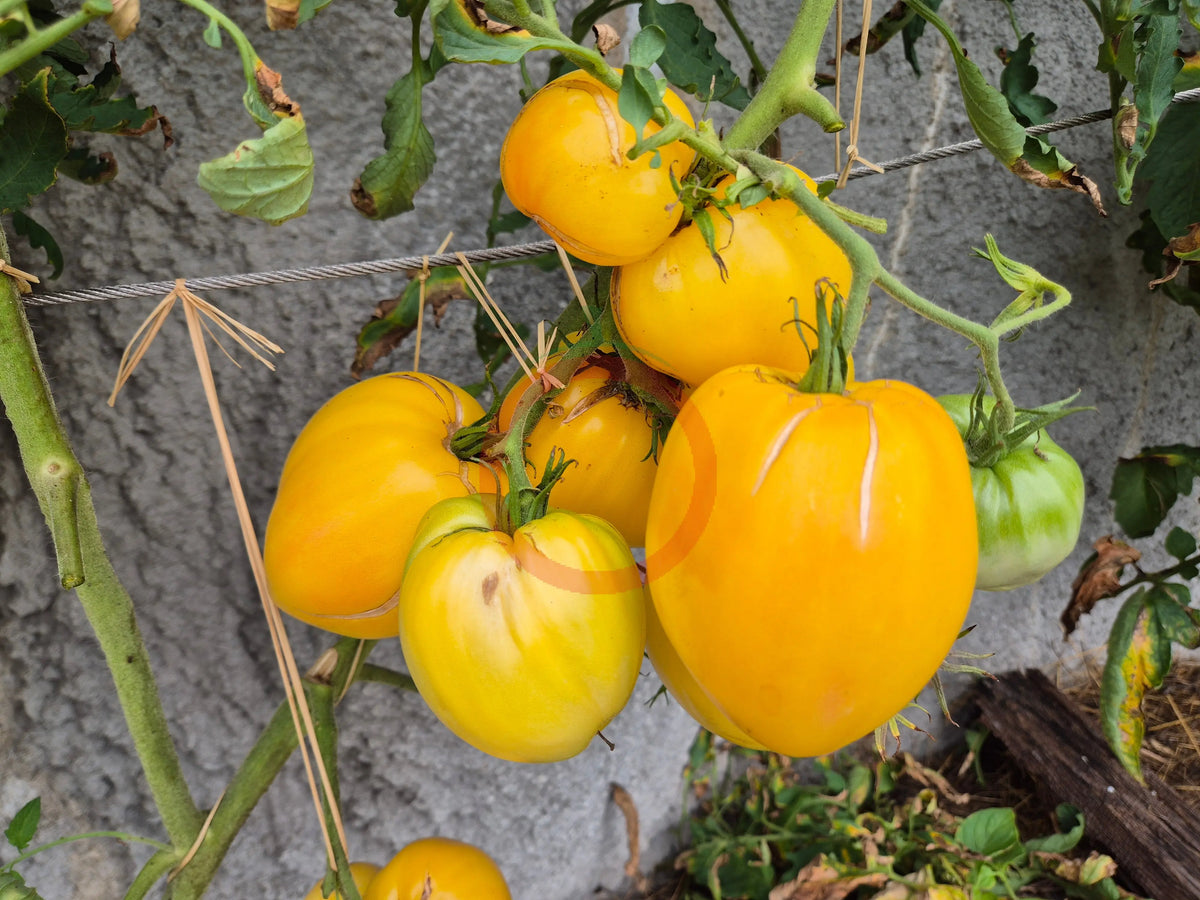 Belaya Vishnya DER TOMATENFLÜSTERER