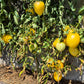 Belaya Vishnya DER TOMATENFLÜSTERER