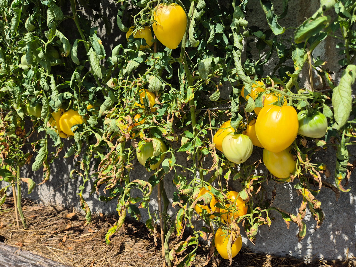 Belaya Vishnya DER TOMATENFLÜSTERER