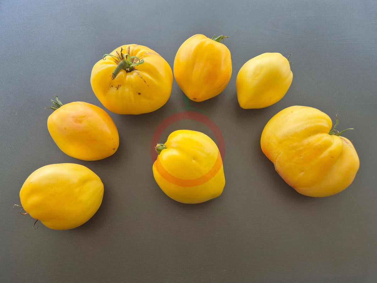 Belaya Vishnya DER TOMATENFLÜSTERER