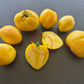 Belaya Vishnya DER TOMATENFLÜSTERER