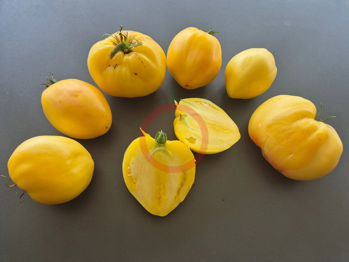 Belaya Vishnya DER TOMATENFLÜSTERER
