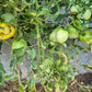 Belaya Vishnya DER TOMATENFLÜSTERER