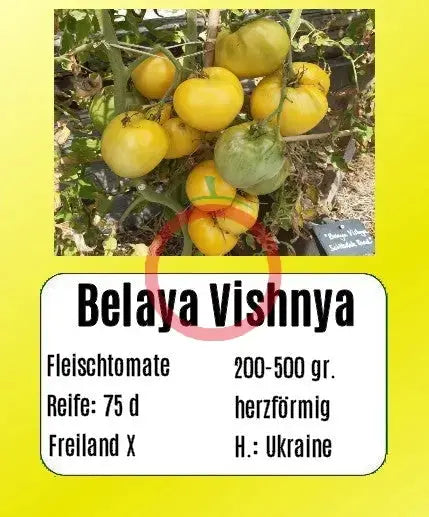 Belaya Vishnya – DER TOMATENFLÜSTERER