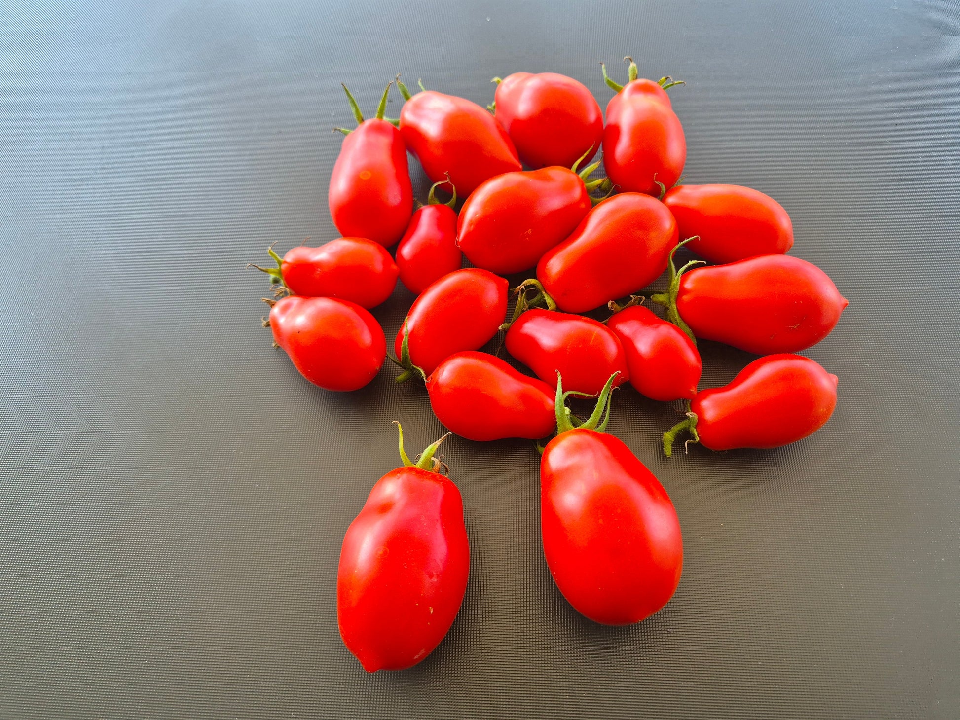 Belcher´s 5th Street Roma DER TOMATENFLÜSTERER