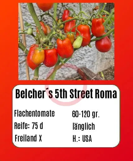 Belcher´s 5th Street Roma DER TOMATENFLÜSTERER