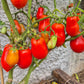 Belcher´s 5th Street Roma DER TOMATENFLÜSTERER