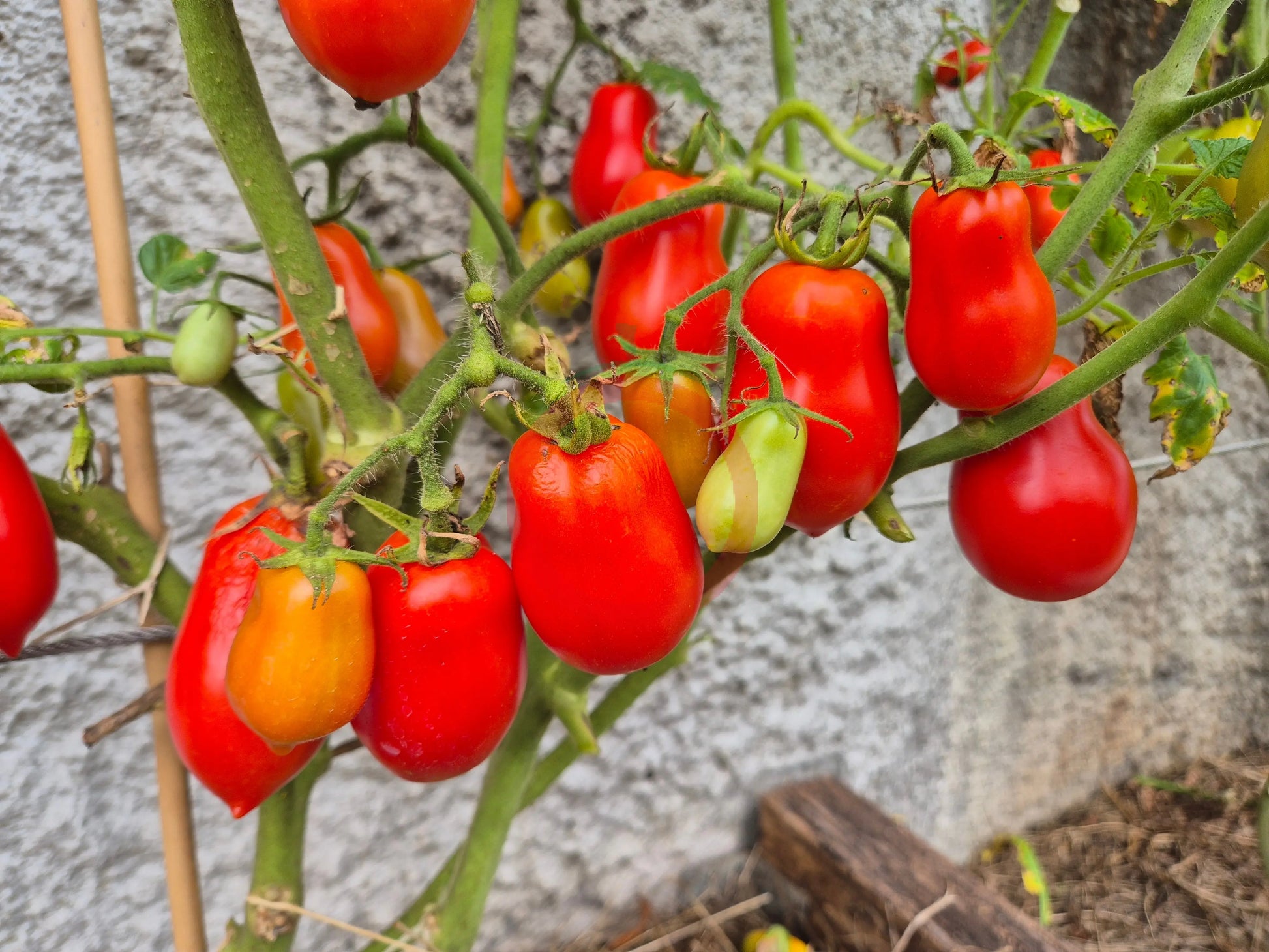 Belcher´s 5th Street Roma DER TOMATENFLÜSTERER