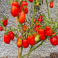 Belcher´s 5th Street Roma DER TOMATENFLÜSTERER