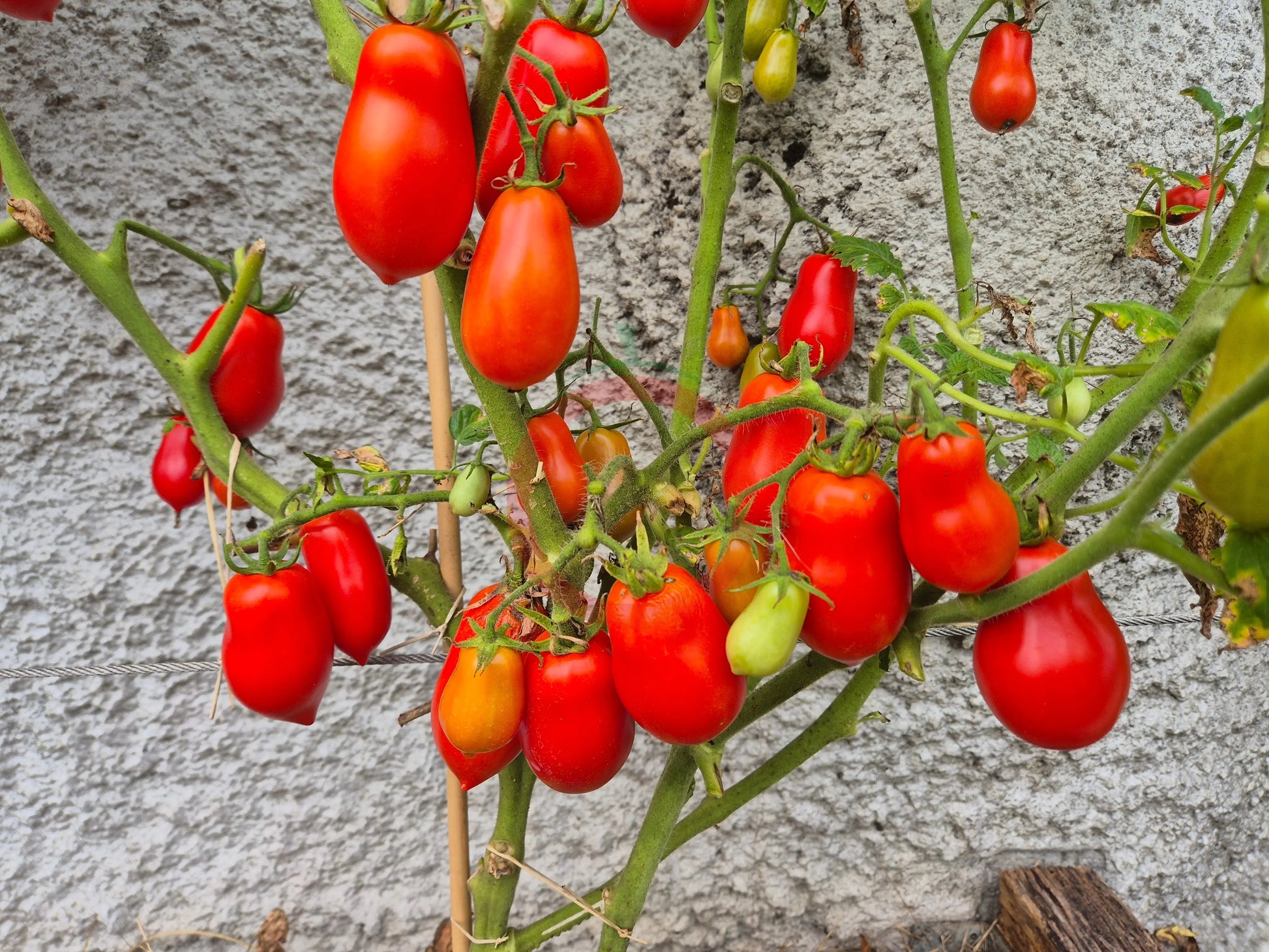Belcher´s 5th Street Roma DER TOMATENFLÜSTERER