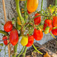Belcher´s 5th Street Roma DER TOMATENFLÜSTERER