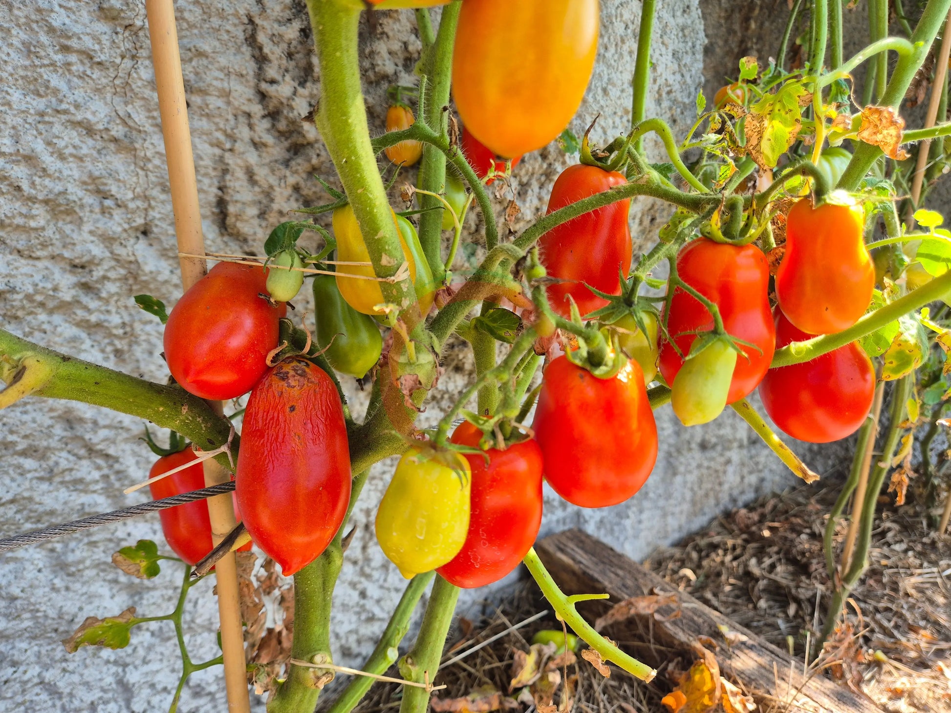 Belcher´s 5th Street Roma DER TOMATENFLÜSTERER