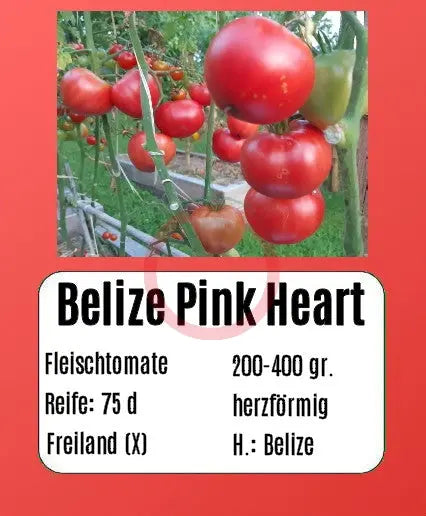 Belize Pink Heart DER TOMATENFLÜSTERER