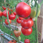 Belize Pink Heart DER TOMATENFLÜSTERER