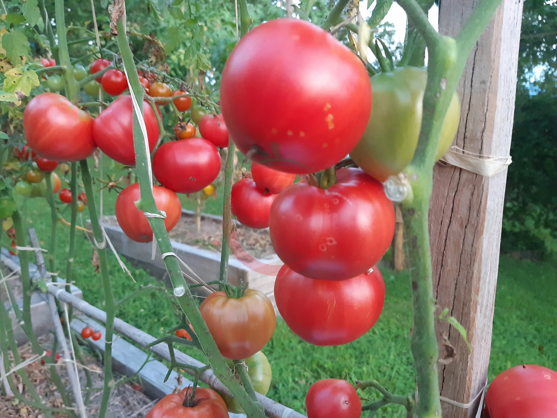 Belize Pink Heart DER TOMATENFLÜSTERER