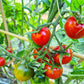 Belle Arlesienne DER TOMATENFLÜSTERER