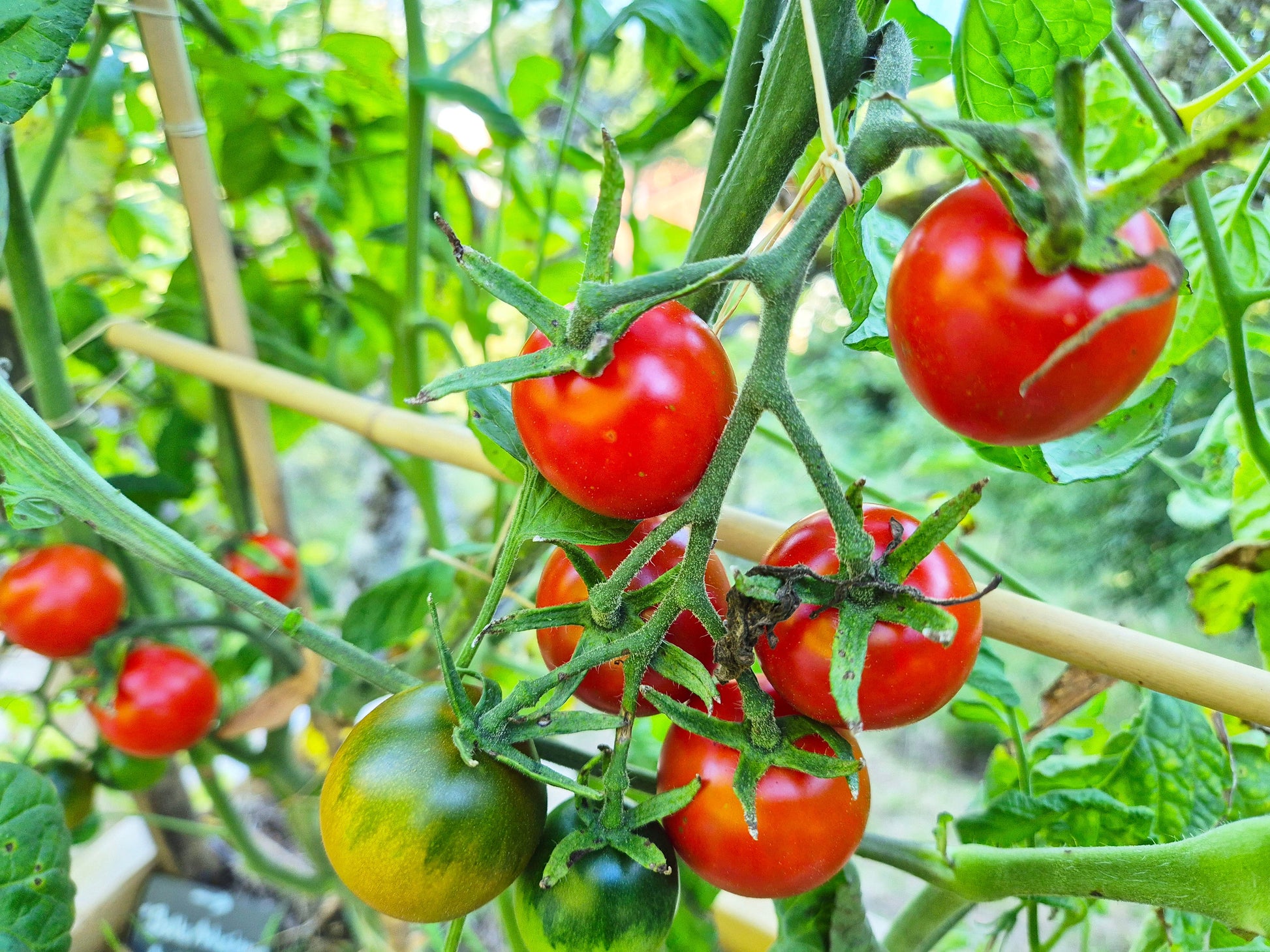 Belle Arlesienne DER TOMATENFLÜSTERER