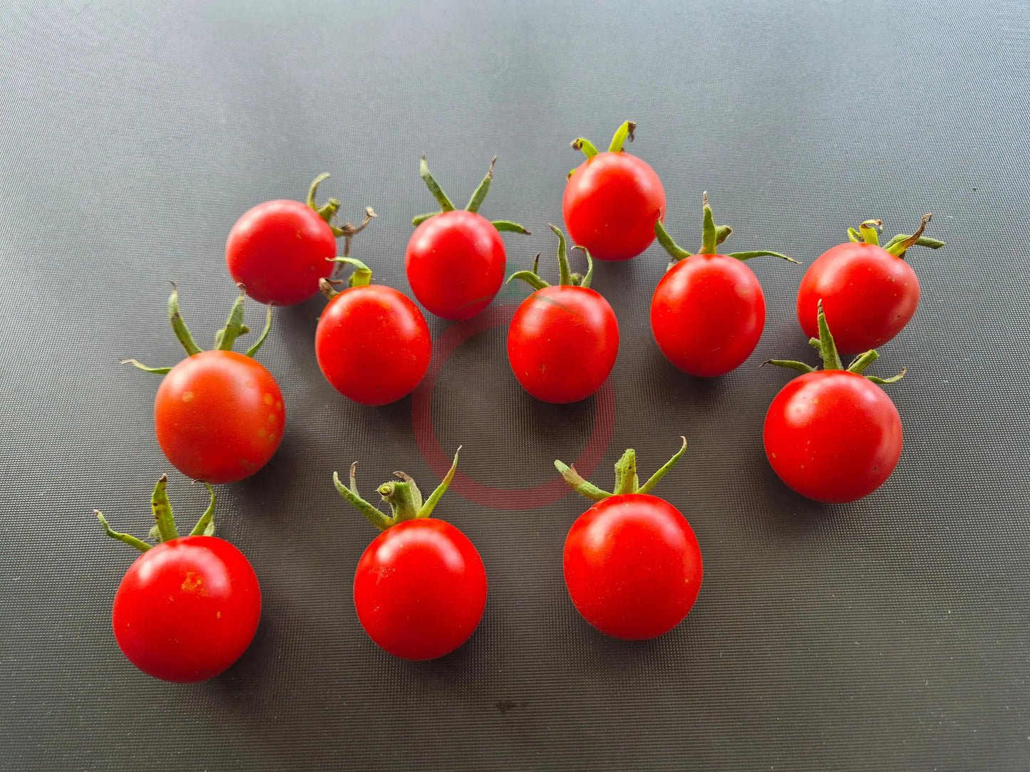 Belle Arlesienne DER TOMATENFLÜSTERER