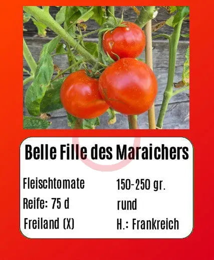 Belle Fille des Maraichers DER TOMATENFLÜSTERER