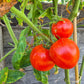 Belle Fille des Maraichers DER TOMATENFLÜSTERER