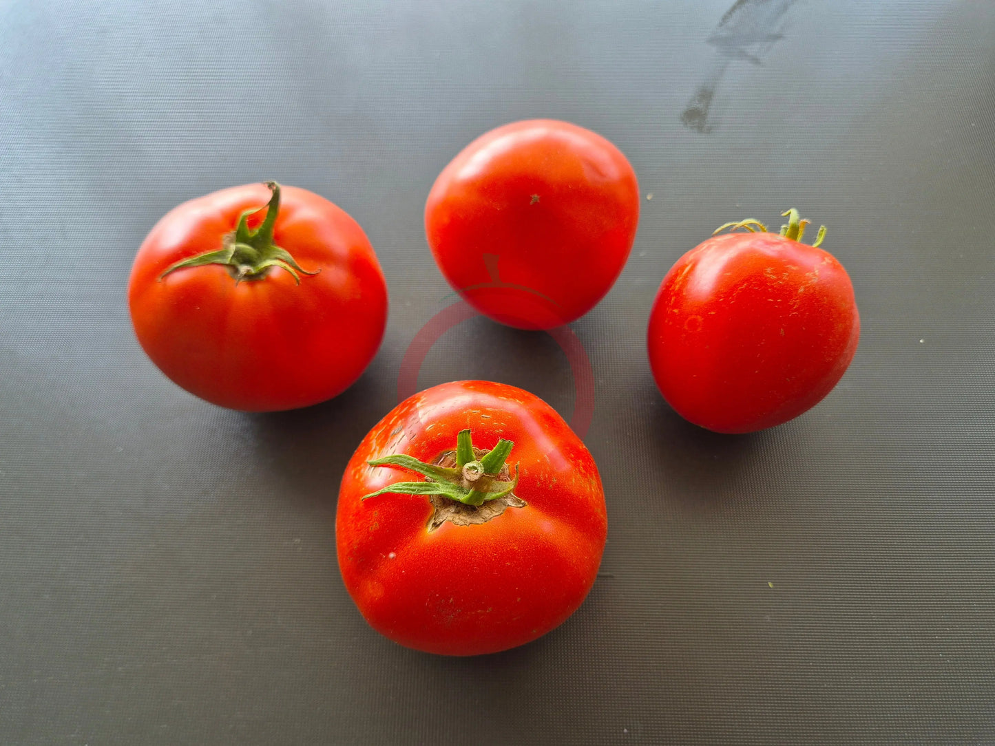 Belle Fille des Maraichers DER TOMATENFLÜSTERER