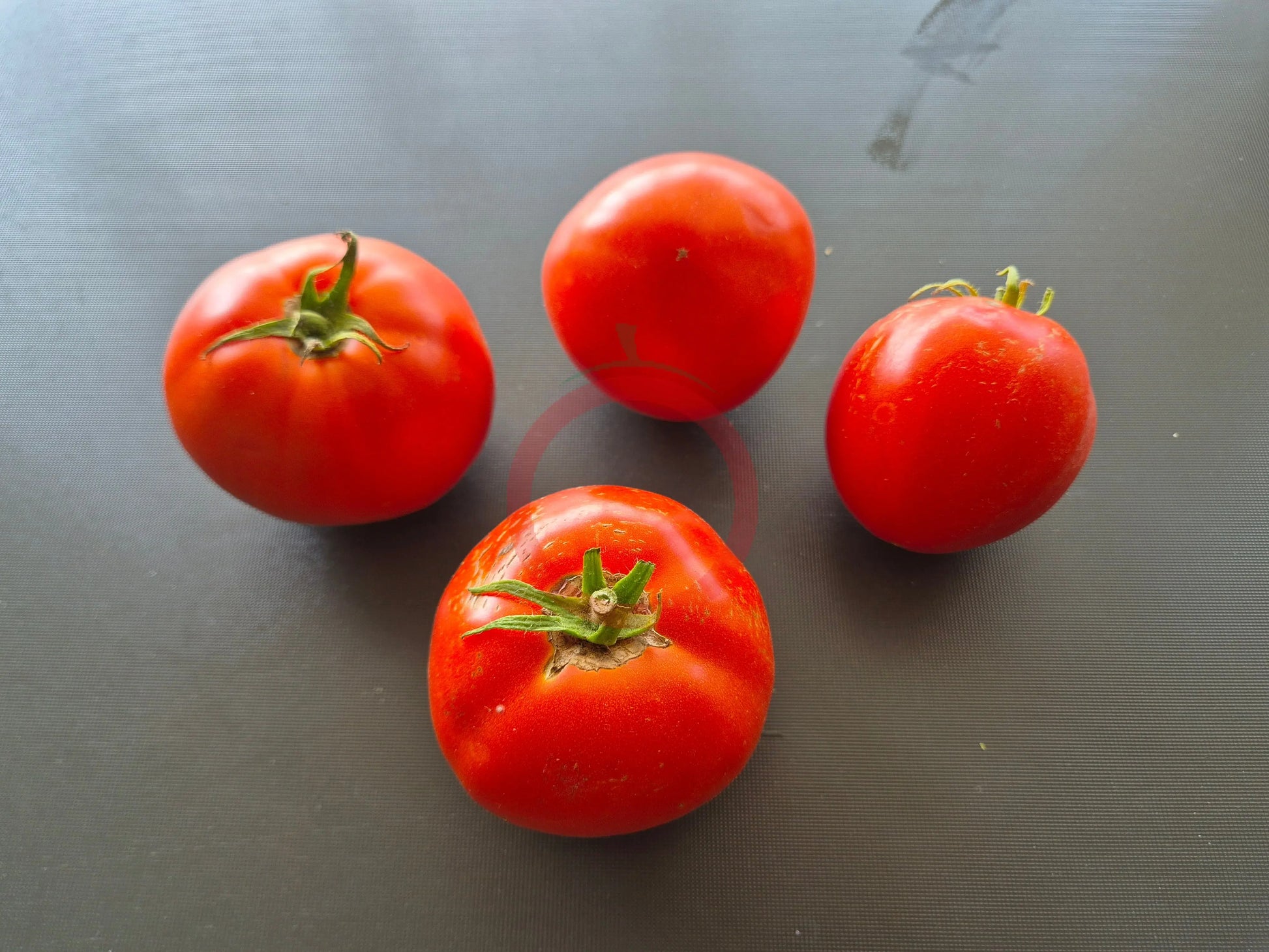 Belle Fille des Maraichers DER TOMATENFLÜSTERER