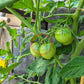 Belle Fille des Maraichers DER TOMATENFLÜSTERER
