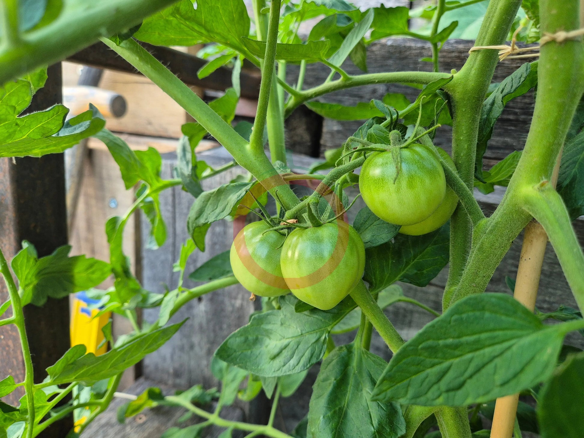 Belle Fille des Maraichers DER TOMATENFLÜSTERER