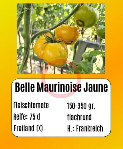 Belle Maurinoise Jaune DER TOMATENFLÜSTERER