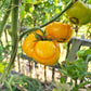 Belle Maurinoise Jaune DER TOMATENFLÜSTERER