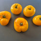 Belle Maurinoise Jaune DER TOMATENFLÜSTERER